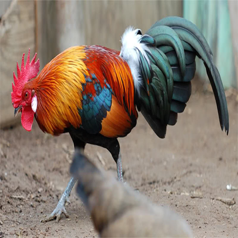 Gà rừng lông xanh, lông đỏ và gà rừng Việt Nam có gì khác nhau